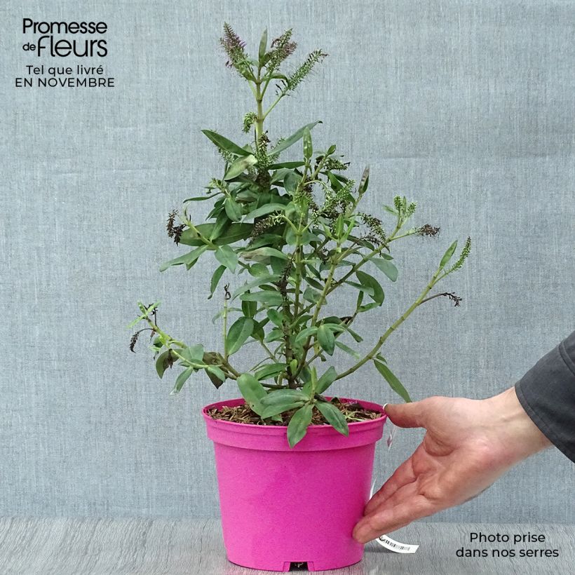 Ejemplar de Hebe Ouessant Maceta 2L/3L entregado en otoño