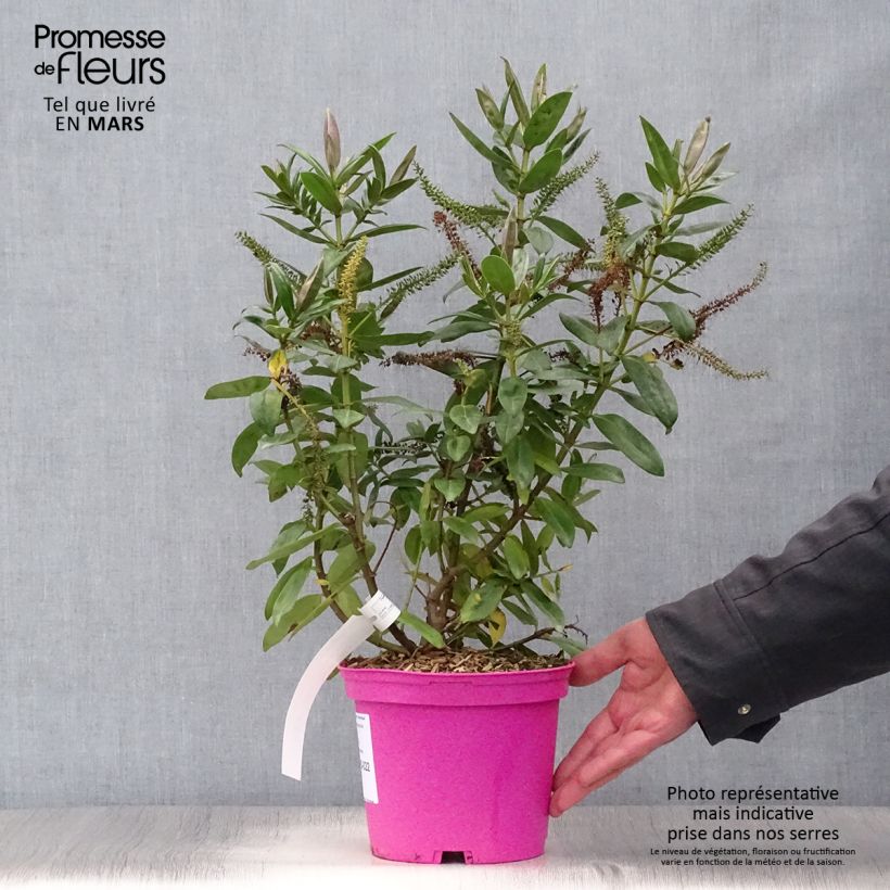 Hebe Ouessant - Véronique arbustive Pot de 2L/3L Ejemplar entregado en la primavera