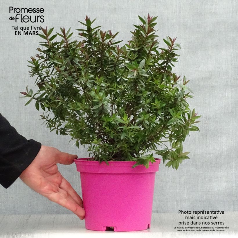 Hebe Raspberry Ripple - Véronique arbustive. Pot de 2L/3L Ejemplar entregado en la primavera
