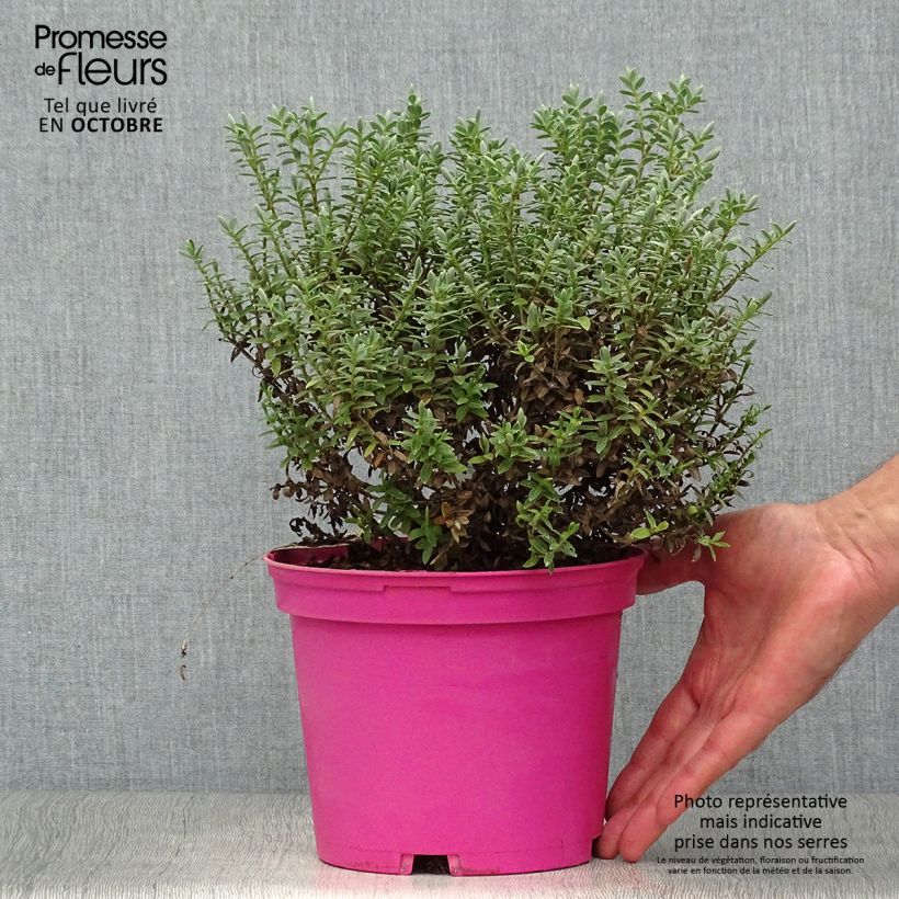 Ejemplar de Hebe pinguifolia Sutherlandii Maceta 2L/3L entregado en otoño