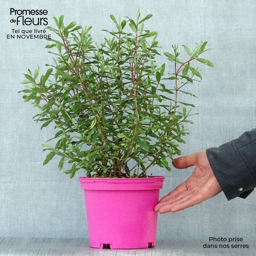 Ejemplar de Hebe Wiri Charm Maceta 2L/3L entregado en otoño