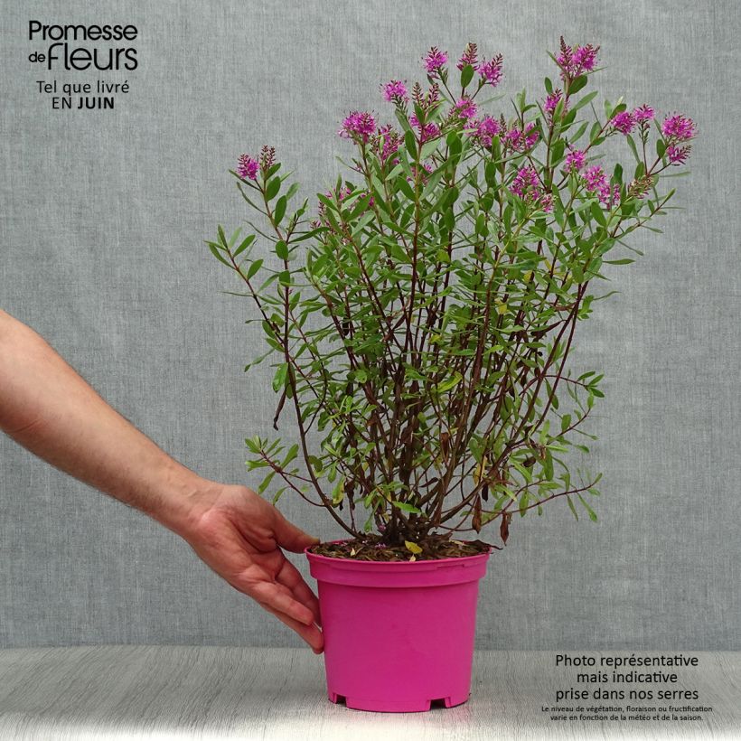 Ejemplar de Hebe Wiri Charm - Véronique arbustive Pot de 2L/3L entregado en verano
