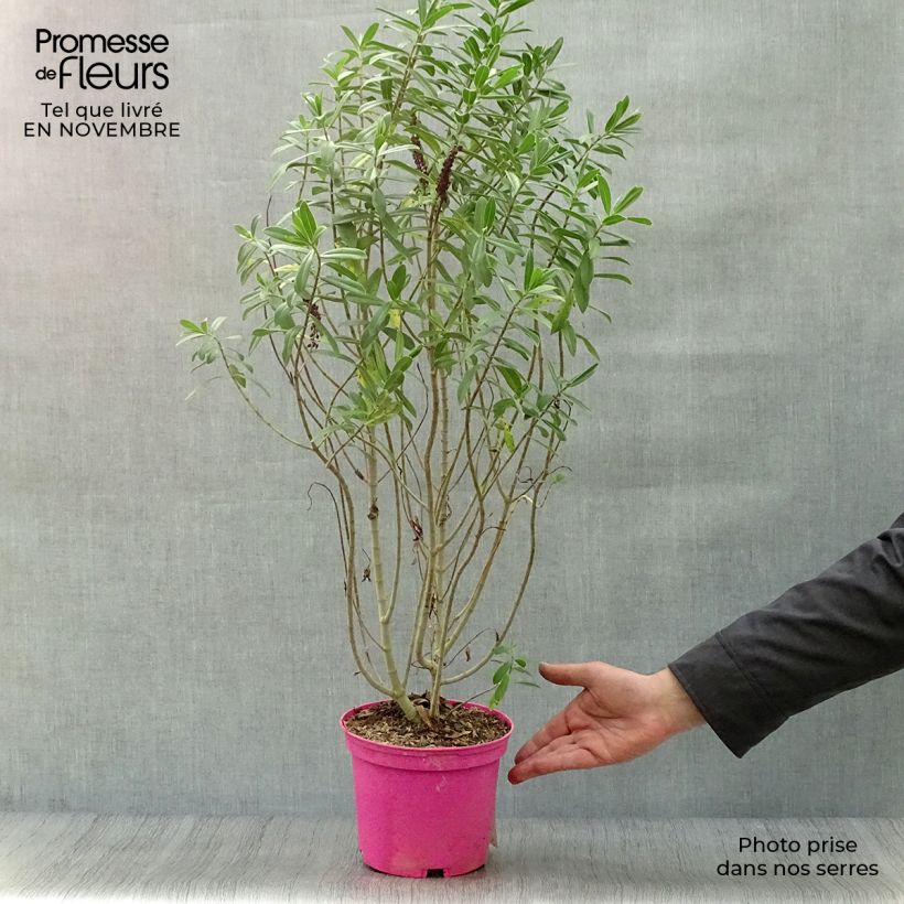Ejemplar de Hebe Wiri Image Maceta 2L/3L entregado en otoño