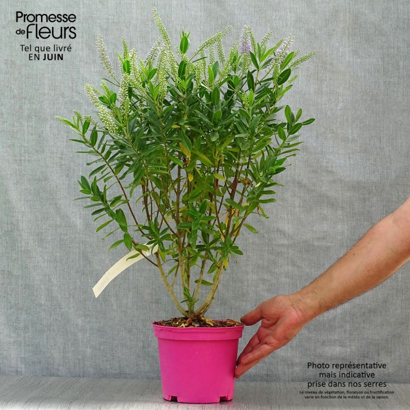 Ejemplar de Hebe Wiri Image - Véronique arbustive Pot de 2L/3L entregado en verano