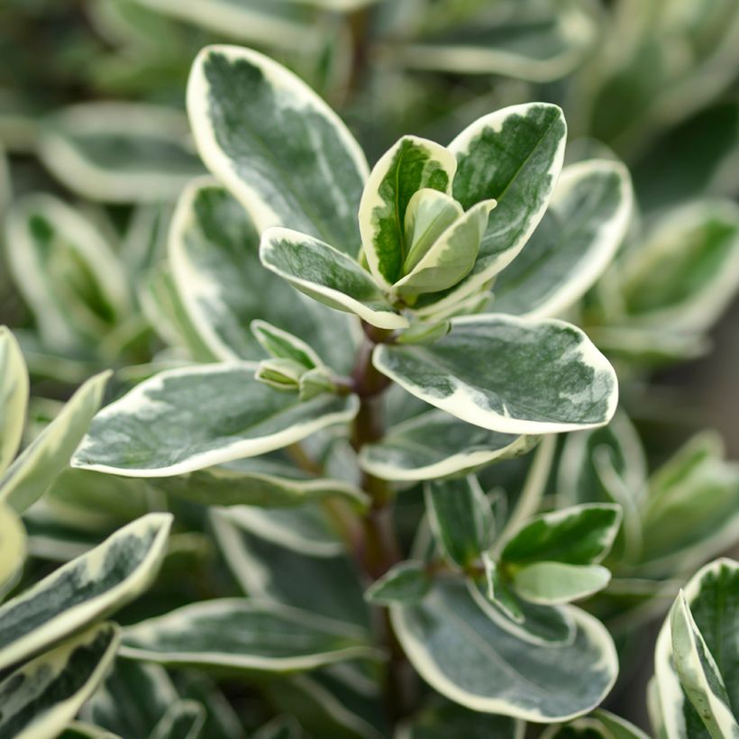 Hebe andersonii Variegata (Follaje)