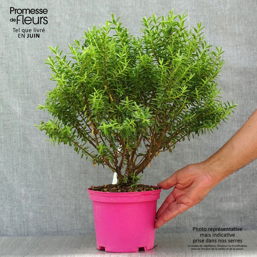 Ejemplar de Hebe brachysiphon Maceta 2L/3L entregado en verano