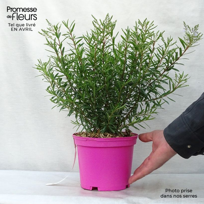 Hebe diosmifolia - Véronique arbustive. Pot de 2L/3L Ejemplar entregado en la primavera