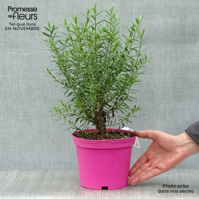 Ejemplar de Hebe diosmifolia Maceta 3L/4L entregado en otoño