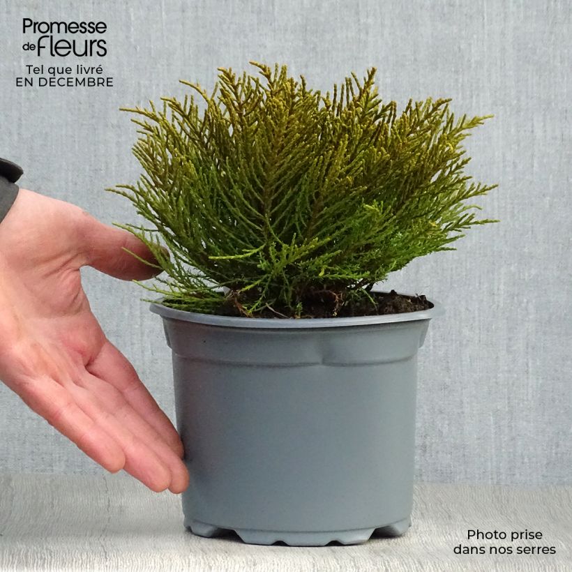 Hebe ochracea Maceta 1,5L/2L Ejemplar entregado en invierno