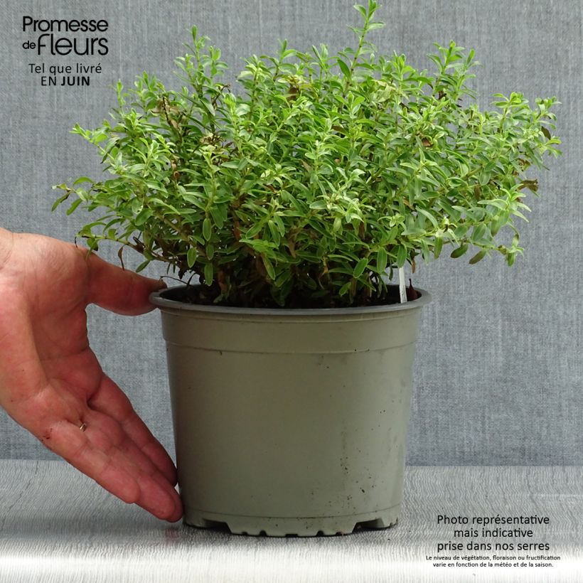 Ejemplar de Hebe rakaiensis - Véronique arbustive Pot de 1,5L entregado en verano