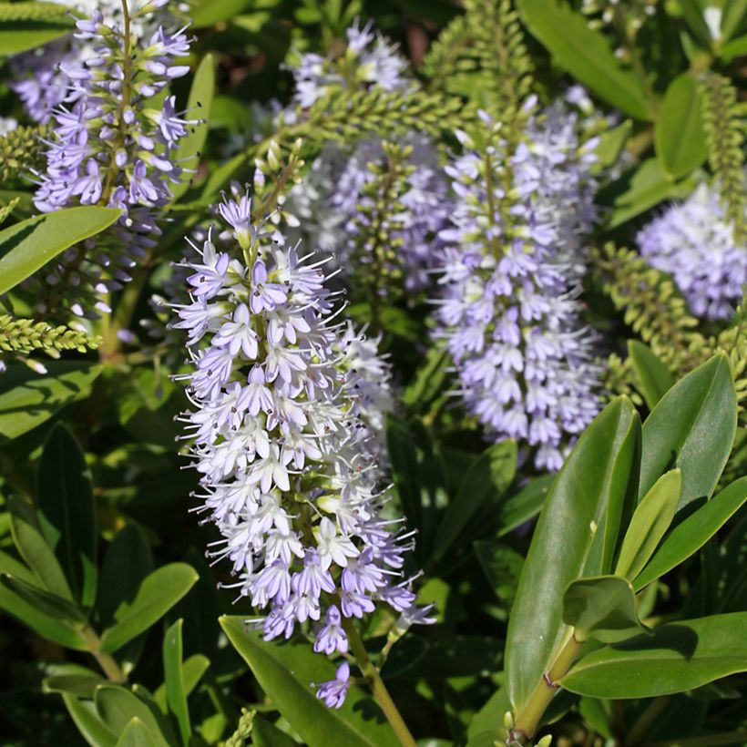 Hebe Wiri Image (Floración)