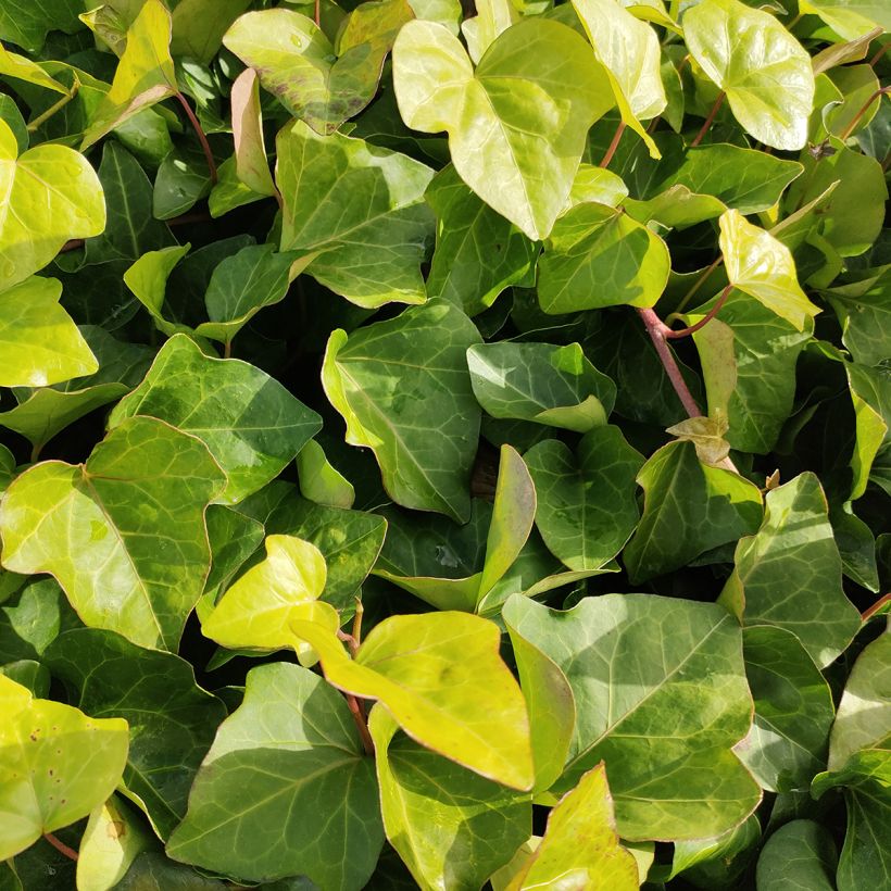 Hedera algeriensis - Hiedra de Argelia (Follaje)