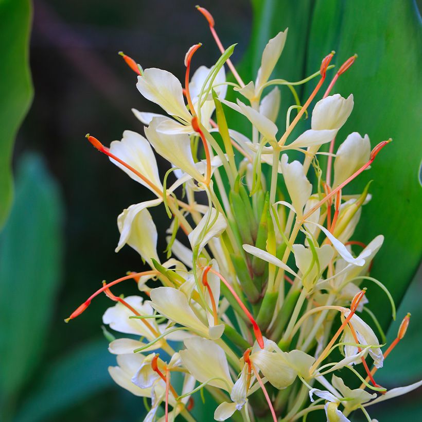 Hedychium Dixter (Floración)