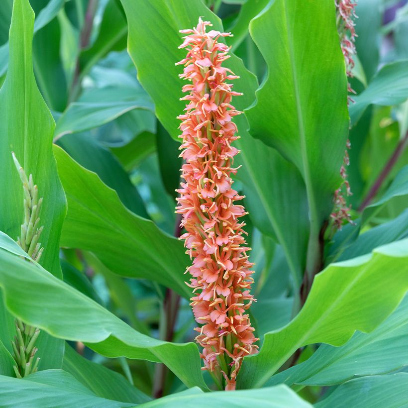 Hedychium densiflorum Assam Orange (Floración)