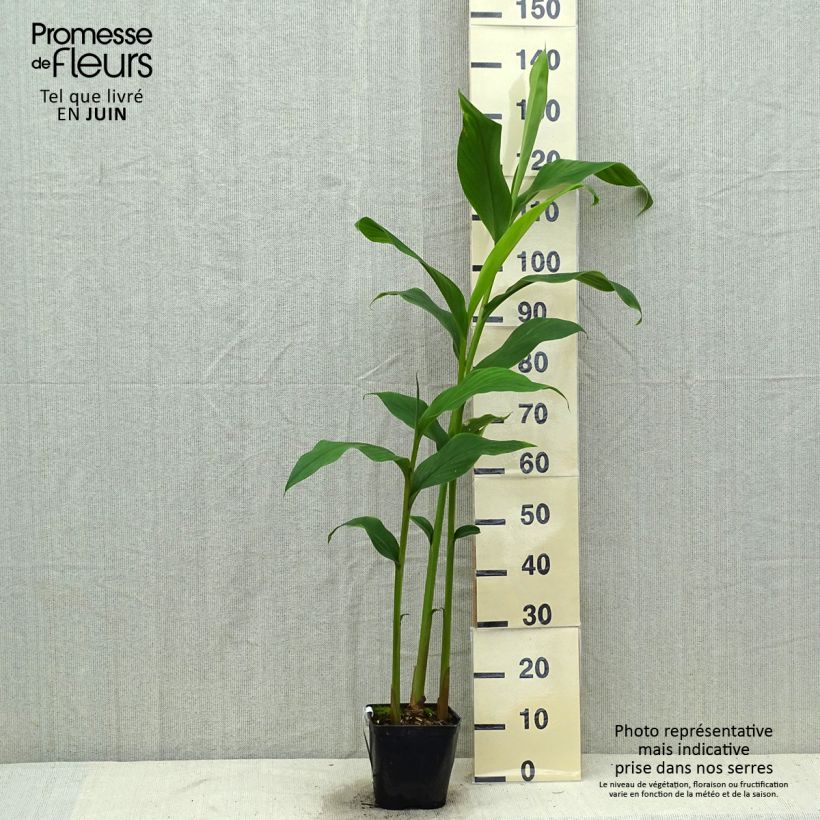 Ejemplar de Hedychium densiflorum Assam Orange - Gingembre d'ornement   Pot de 3L/4L entregado en verano
