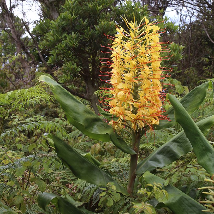 Jengibre blanco - Hedychium gardnerianum (Porte)