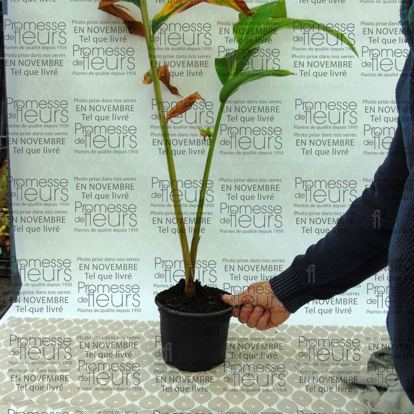 Ejemplo de ejemplar de Hedychium spicatum Maceta 3L/4L tal y como se entrega