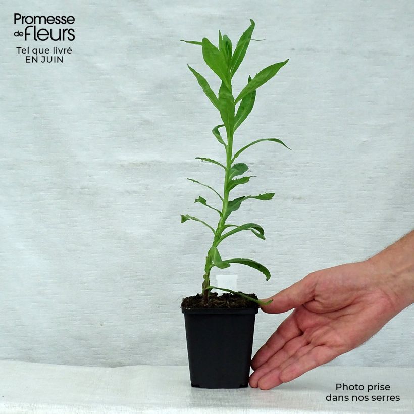 Ejemplar de Helenium Baudirektor Linne Maceta de 8/9 cm entregado en verano