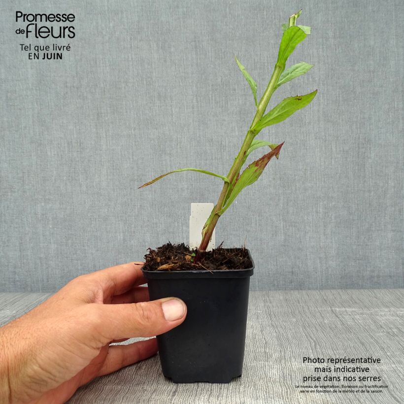 Ejemplar de Helenium Dunkle Pracht Maceta de 8/9 cm entregado en verano