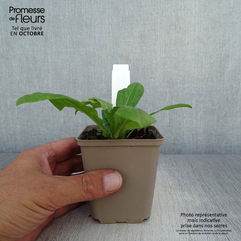 Ejemplar de Helenium El Dorado Maceta de 8/9 cm entregado en otoño
