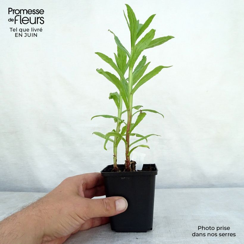 Ejemplar de Helenium Flammendes Katchen - Hélénie Godet de 9cm entregado en verano