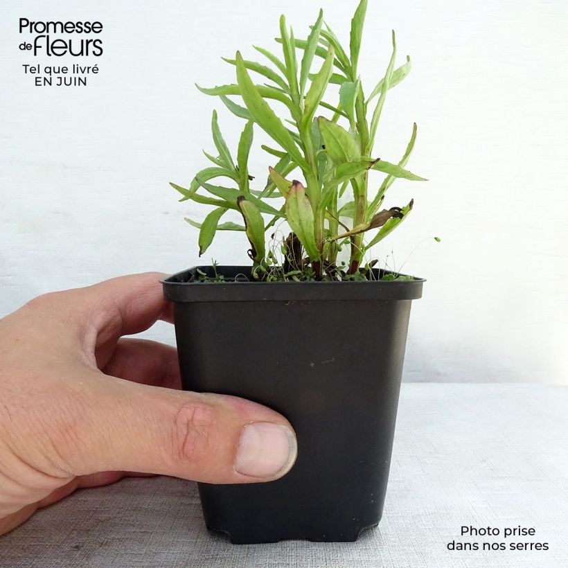 Ejemplar de Helenium automnale Fuego Maceta de 8/9 cm entregado en verano