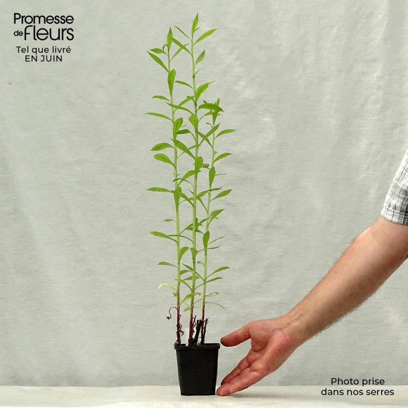 Ejemplar de Helenium Kugelsonne - Hélénie Godet de 9cm entregado en verano