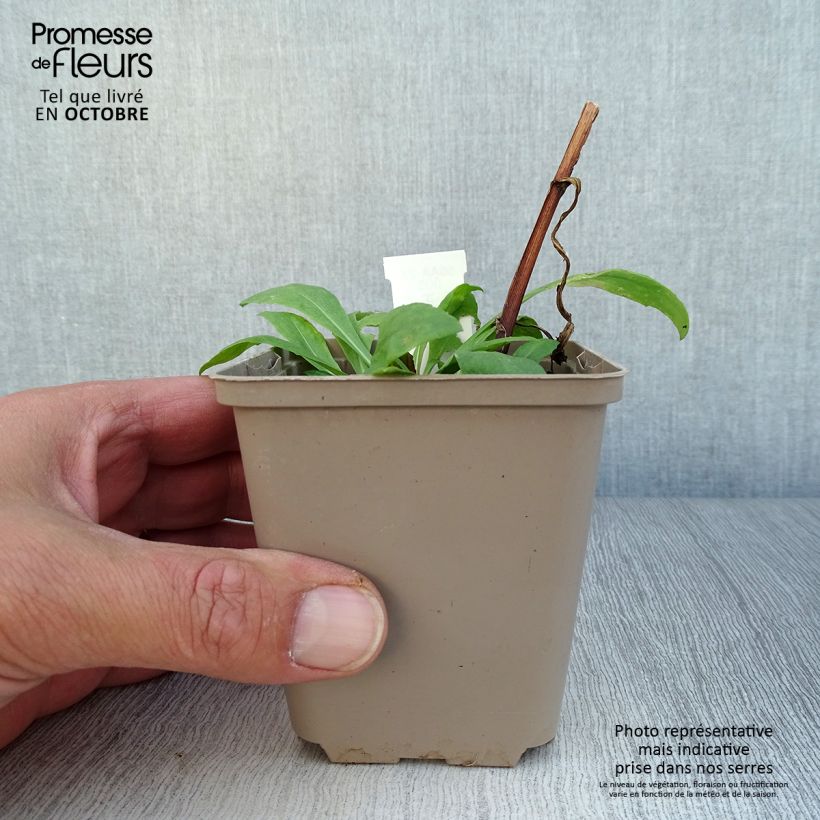 Ejemplar de Helenium Kupferswerg Maceta de 8/9 cm entregado en otoño
