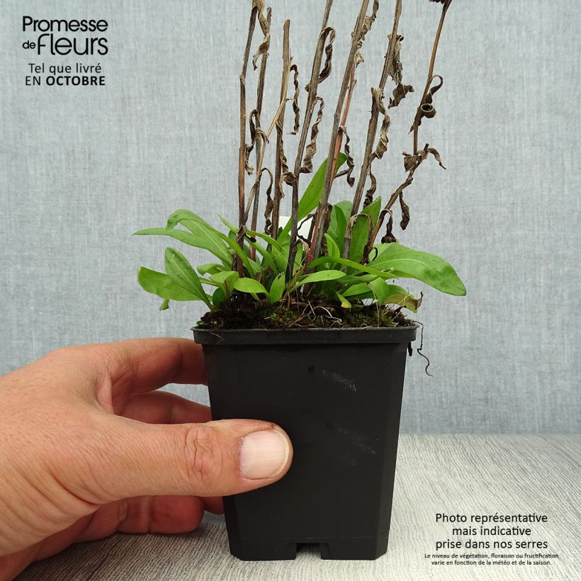Ejemplar de Helenium Mardi gras Maceta de 8/9 cm entregado en otoño
