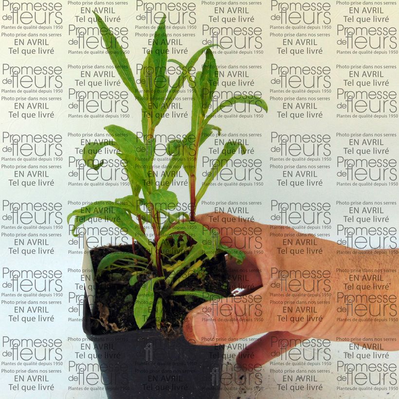 Ejemplo de ejemplar de Helenium Marion Nickig Maceta de 8/9 cm tal y como se entrega
