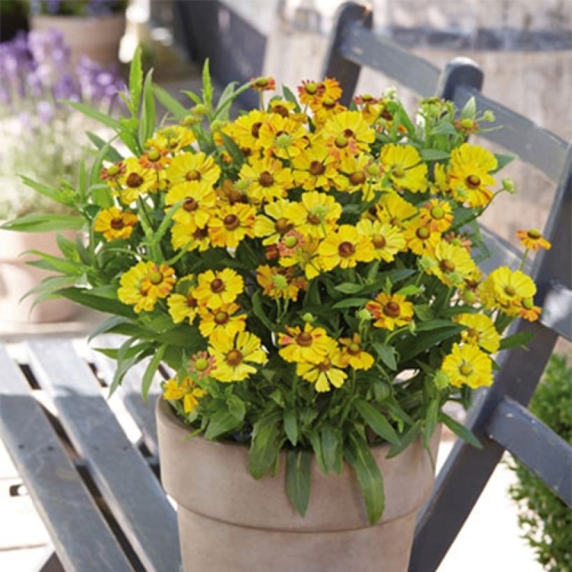 Helenium Okra Sundae (Porte)