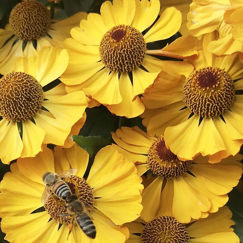 Helenium Okra Sundae (Floración)