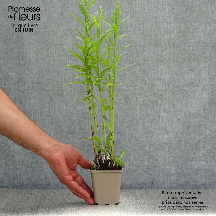 Ejemplar de Helenium Poncho - Hélénie hybride Godet de 8/9cm entregado en verano