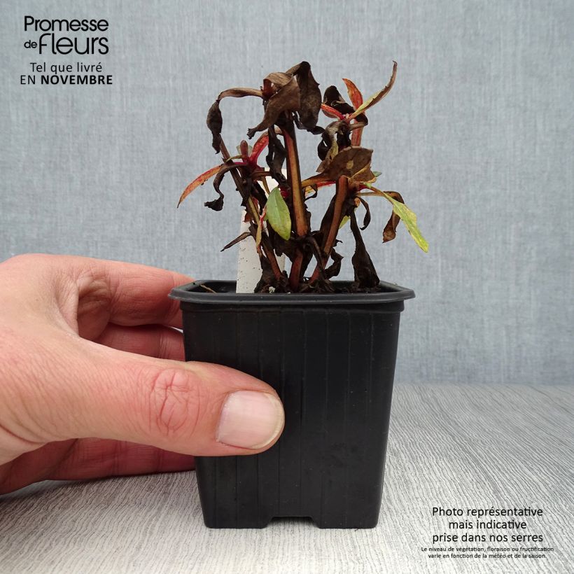 Ejemplar de Helenium Rauchtopas Maceta de 8/9 cm entregado en otoño