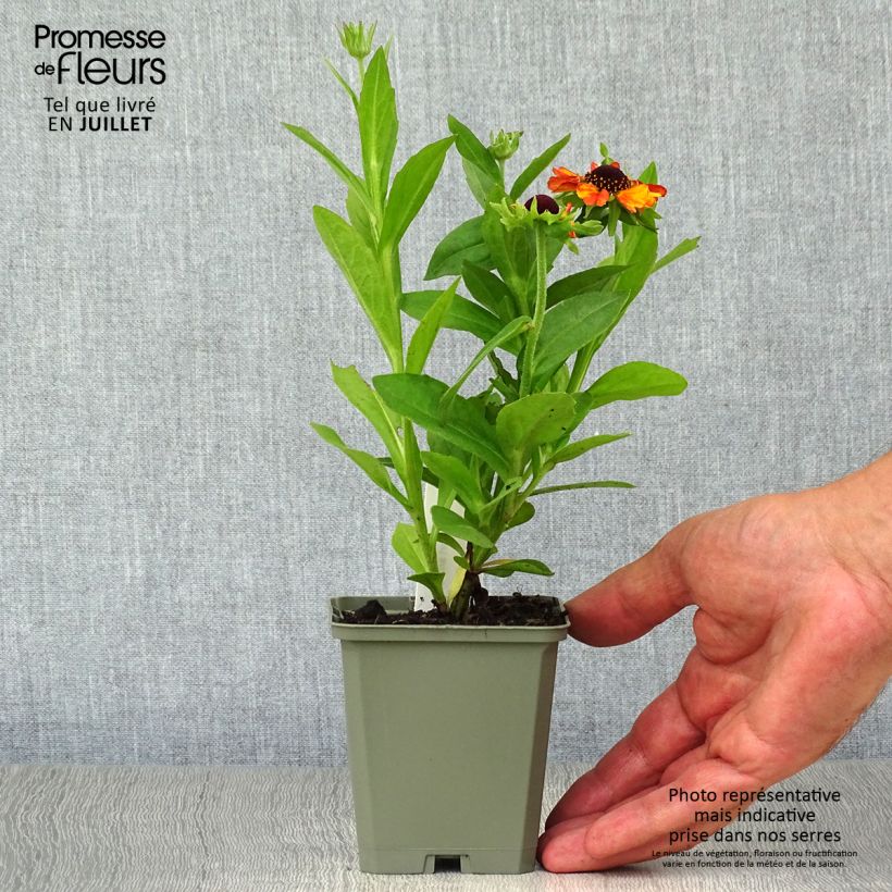 Ejemplar de Helenium Short' n'Sassy Maceta de 8/9 cm entregado en verano