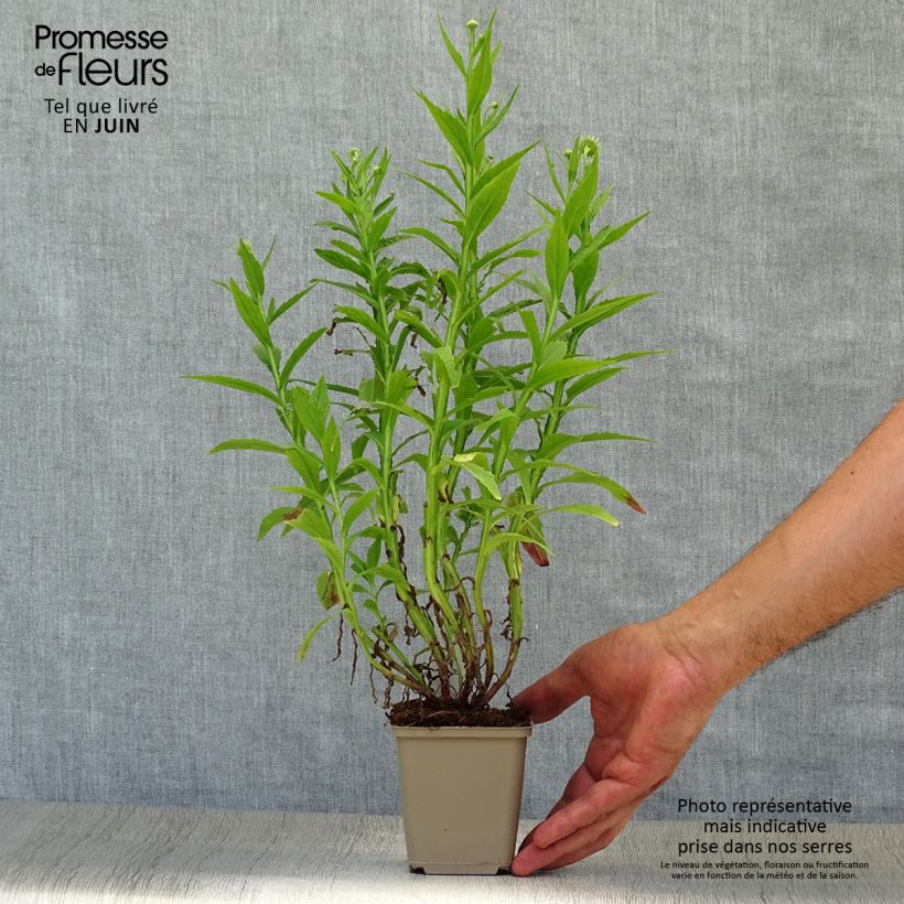 Ejemplar de Helenium automnale Siesta Maceta de 8/9 cm entregado en verano