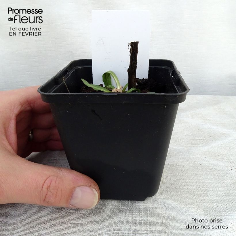 Helenium Tijuana Brass Maceta de 8/9 cm Ejemplar entregado en invierno