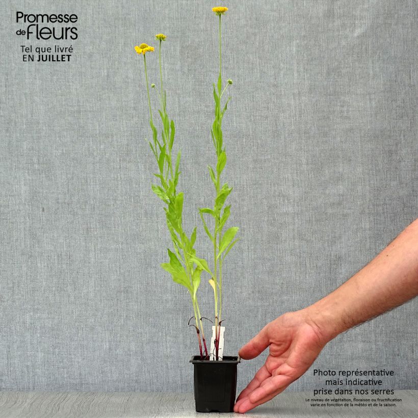 Ejemplar de Helenium automnale Pumilum Magnificum Maceta de 8/9 cm entregado en verano