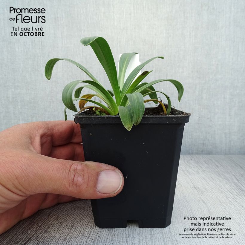 Ejemplar de Hélénium hoopesii Maceta de 8/9 cm entregado en otoño