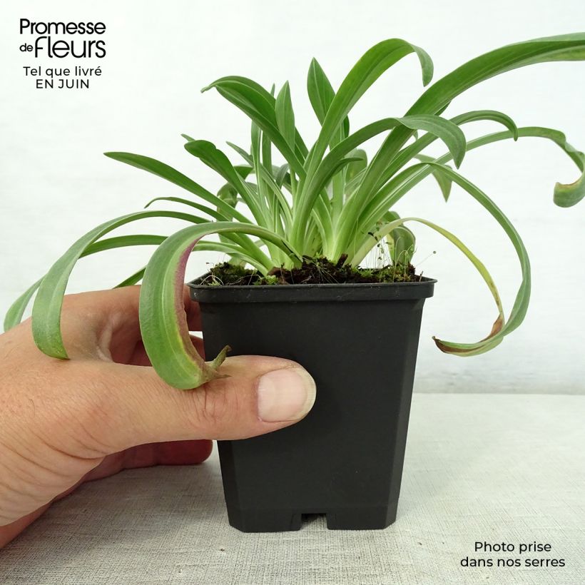 Ejemplar de Hélénium hoopesii - Hélénie de Hoopes Godet de 9cm entregado en verano