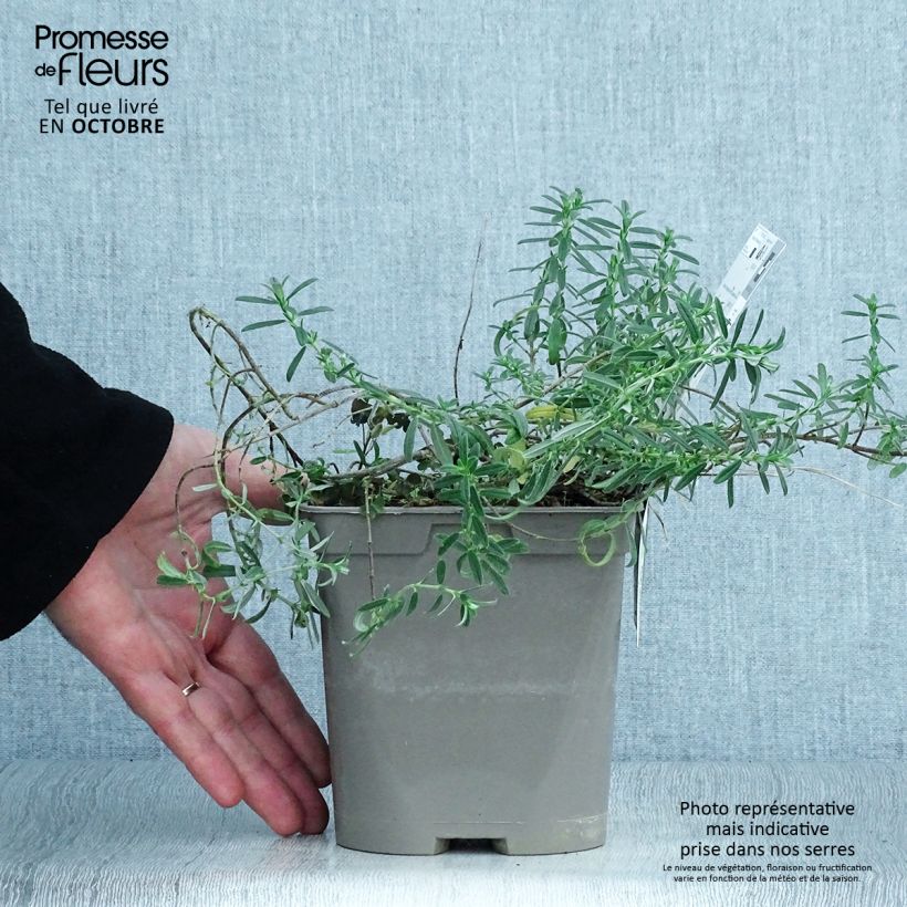 Ejemplar de Helianthemum Ben Fhada Maceta 2L/3L entregado en otoño