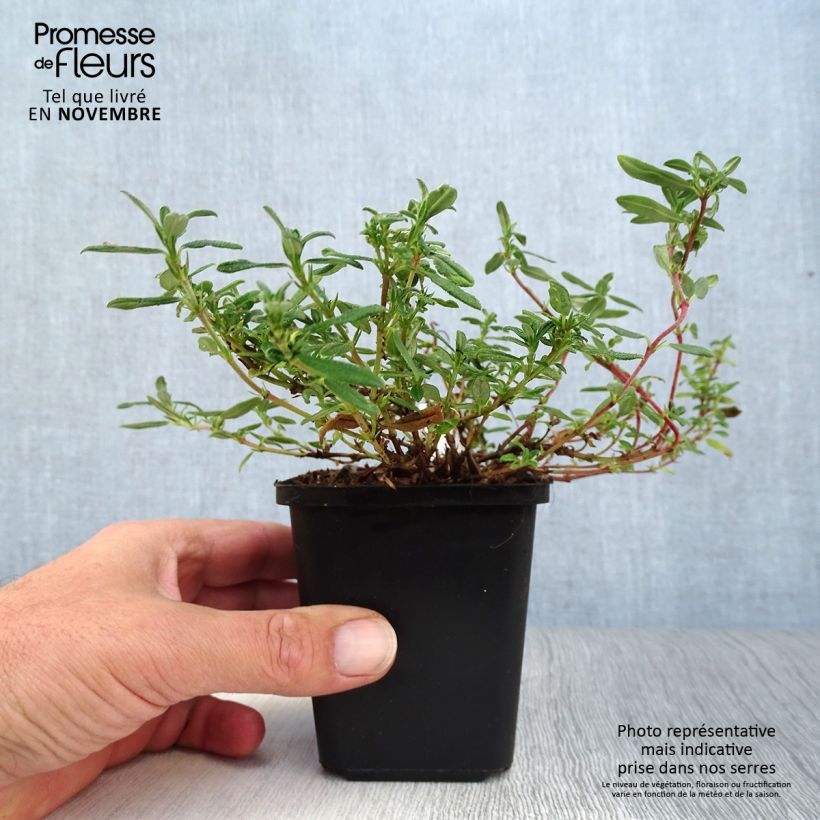 Ejemplar de Helianthemum Ben Hope Maceta de 8/9 cm entregado en otoño