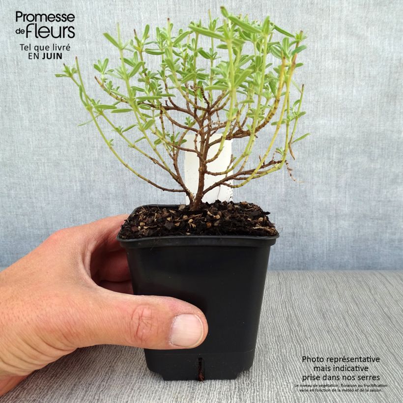 Ejemplar de Helianthemum Ben Hope - Hélianthème rose carminé. Godet de 9cm entregado en verano