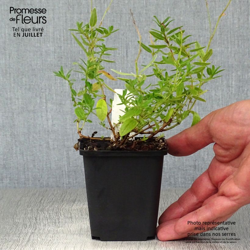 Ejemplar de Helianthemum Bronzeteppich - Hélianthème  Godet de 9cm entregado en verano