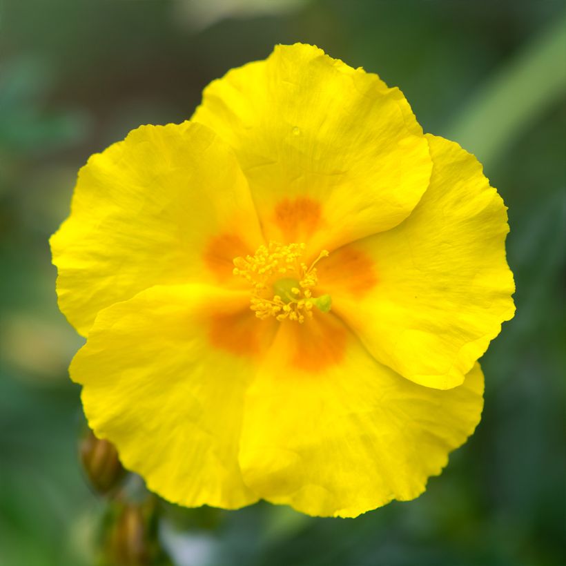 Helianthemum Golden Queen (Floración)