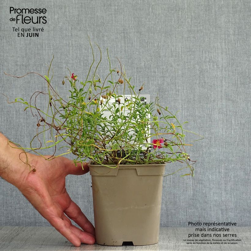 Ejemplar de Helianthemum Hartswood Ruby Maceta 2L/3L entregado en verano