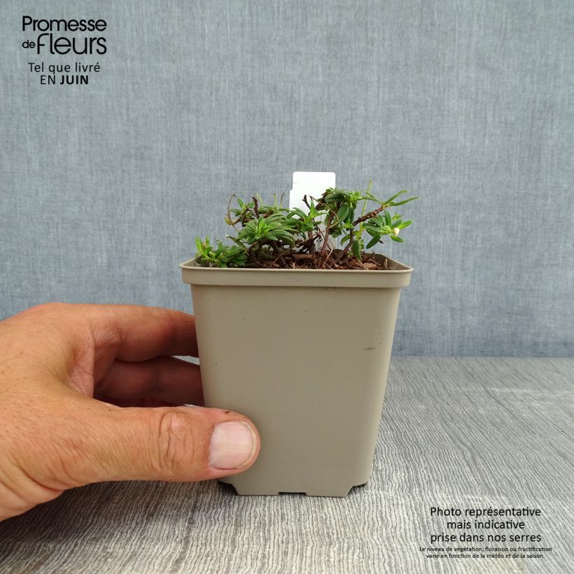 Ejemplar de Helianthemum Orange Double - Hélianthème  Godet de 9cm entregado en verano