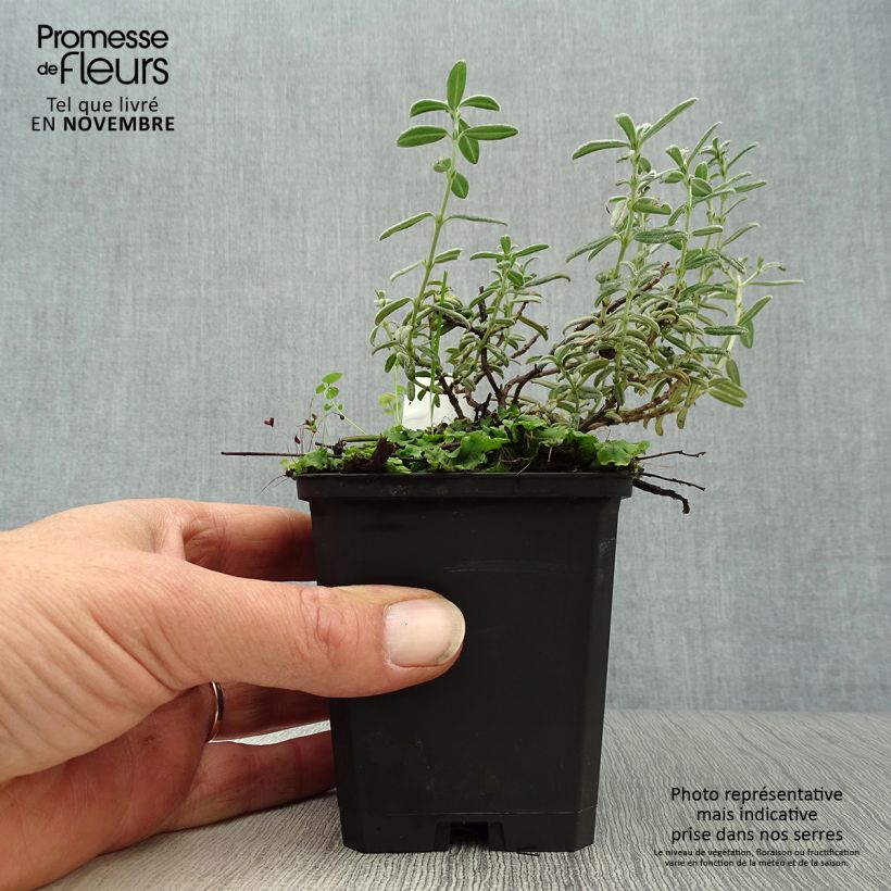 Ejemplar de Helianthemum Rhodanthe Carneum Maceta de 8/9 cm entregado en otoño