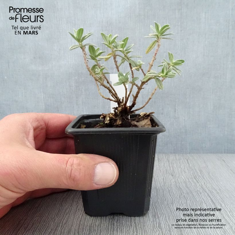 Helianthemum Tomato Red - Hélianthème Godet de 8/9 cm Ejemplar entregado en la primavera