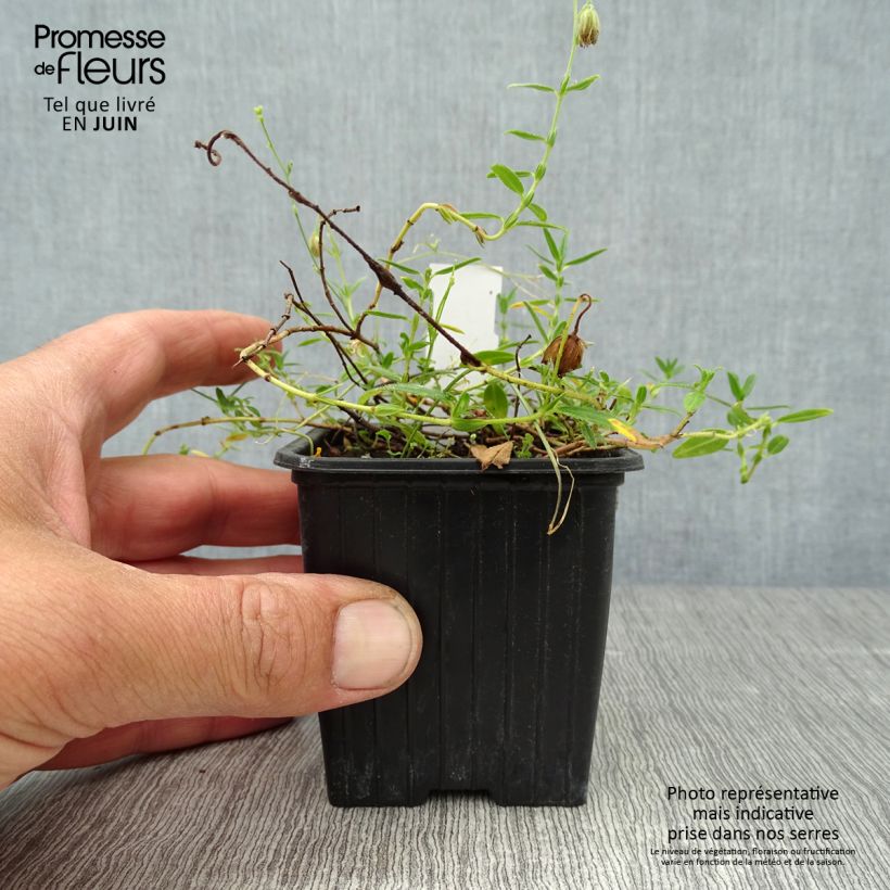 Ejemplar de Helianthemum nummularium - Hélianthème commun Godet de 8/9 cm entregado en verano